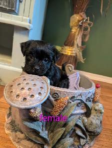 BichonShihtzu x Yorkie - Photo 2