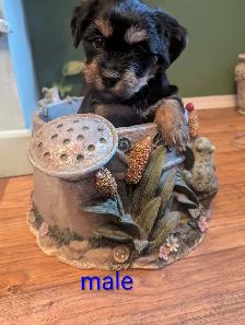 BichonShihtzu x Yorkie - Photo 4