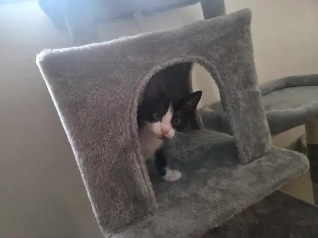 sweet kitten