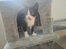 sweet kitten - Photo 2