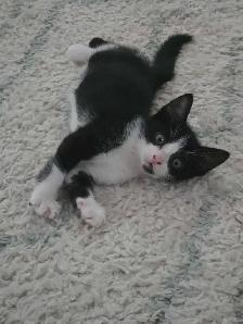 sweet kitten - Photo 5