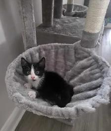 sweet kitten - Photo 6