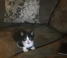 sweet kitten - Photo 7