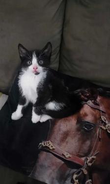 sweet kitten - Photo 8