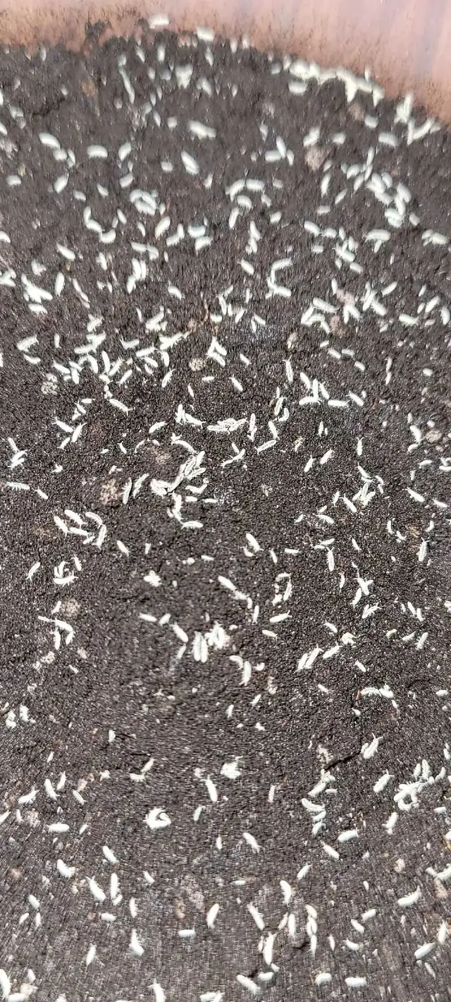 Isopods and Springtails