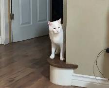 temporary cat care for our cat