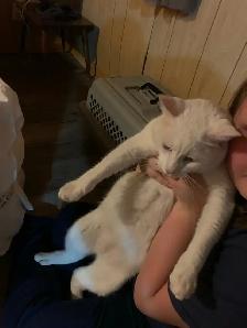 temporary cat care for our cat - Photo 2