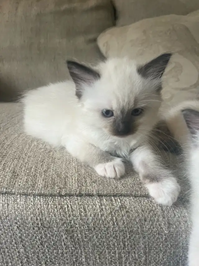 Beautiful Ragdoll Kittens-TICA registered