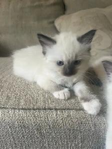 Beautiful Ragdoll Kittens-TICA registered