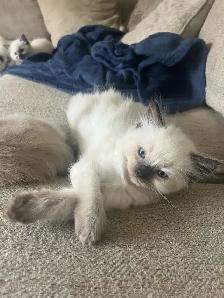 Beautiful Ragdoll Kittens-TICA registered - Photo 2