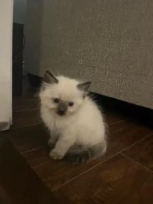 Beautiful Ragdoll Kittens-TICA registered - Photo 3
