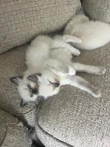 Beautiful Ragdoll Kittens-TICA registered - Photo 4