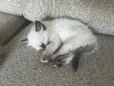 Beautiful Ragdoll Kittens-TICA registered - Photo 5