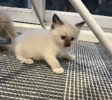 Beautiful Ragdoll Kittens-TICA registered - Photo 6