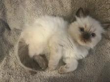 Beautiful Ragdoll Kittens-TICA registered - Photo 7