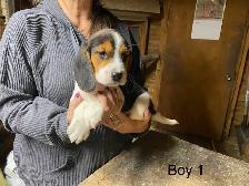 Beagle Puppies. 2  Males