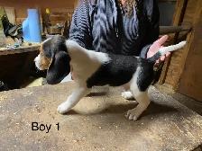 Beagle Puppies. 2  Males - Photo 2