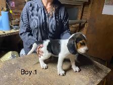 Beagle Puppies. 2  Males - Photo 3