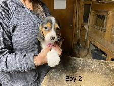 Beagle Puppies. 2  Males - Photo 4