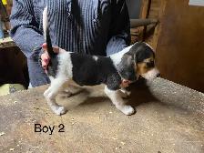 Beagle Puppies. 2  Males - Photo 5
