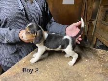 Beagle Puppies. 2  Males - Photo 6