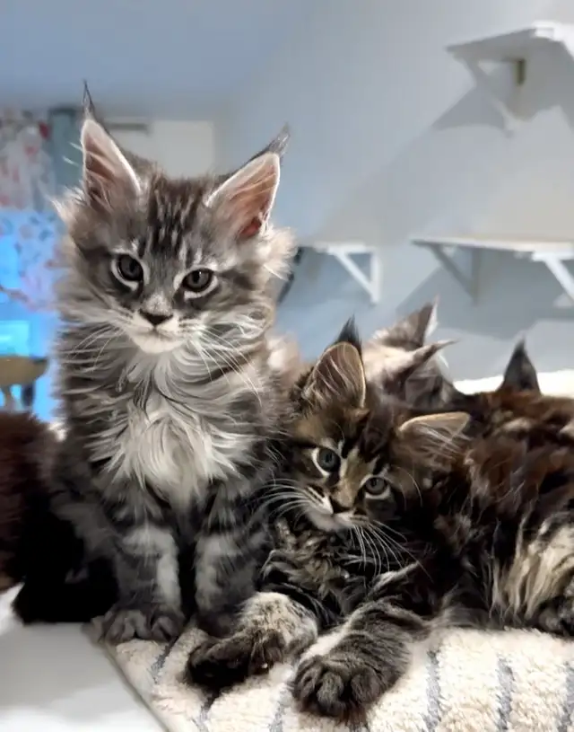 Purebred Maine Coon Kittens – Now Open for Reservation!