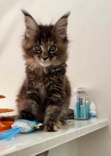 Purebred Maine Coon Kittens – Now Open for Reservation! - Photo 5