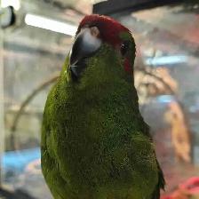 baby green red fronted kakariki