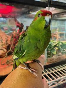 baby green red fronted kakariki - Photo 2
