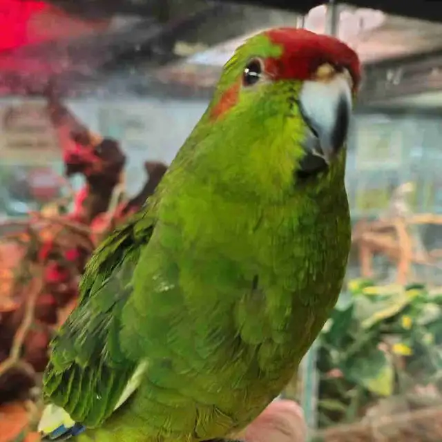 baby green red fronted kakariki