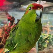 baby green red fronted kakariki