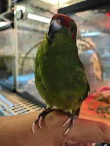 baby green red fronted kakariki - Photo 2