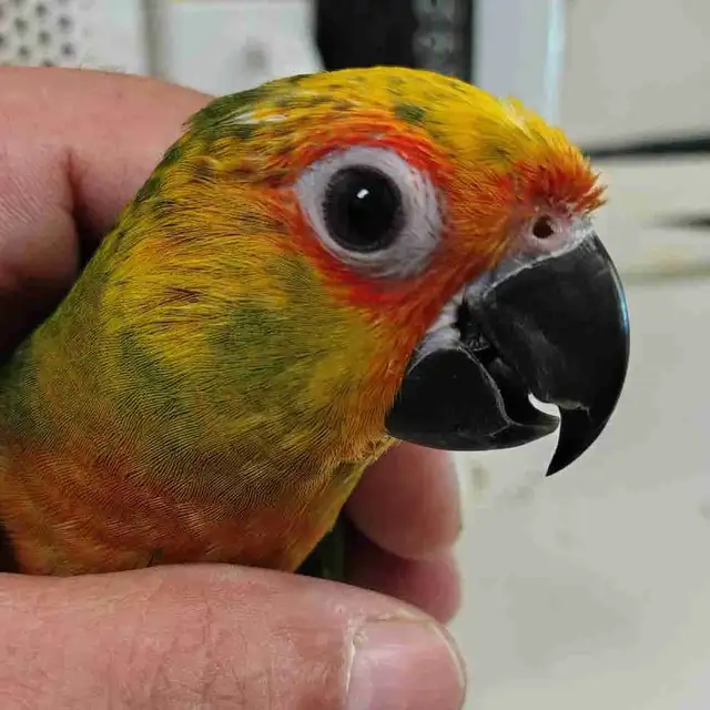 jenday conure baby