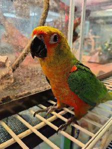 jenday conure baby - Photo 2