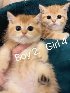 Golden shaded British shorthair kittens  NY12