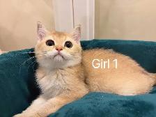 Golden shaded British shorthair kittens  NY12 - Photo 3