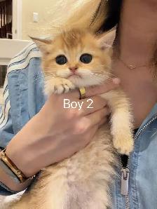 Golden shaded British shorthair kittens  NY12 - Photo 4