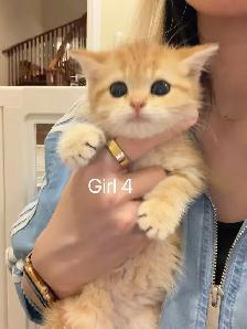 Golden shaded British shorthair kittens  NY12 - Photo 5