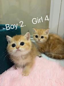 Golden shaded British shorthair kittens  NY12 - Photo 6