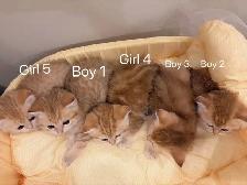 Golden shaded British shorthair kittens  NY12 - Photo 7