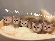 Golden shaded British shorthair kittens  NY12 - Photo 8