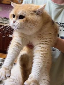 Golden shaded British shorthair kittens  NY12 - Photo 10