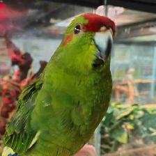 baby red fronted kakariki