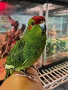 baby red fronted kakariki - Photo 2