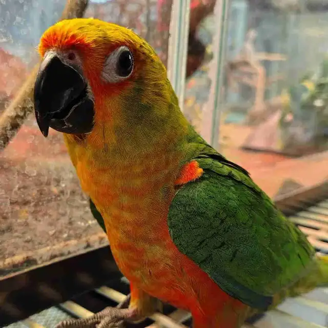 Jenday Conure