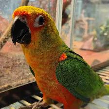 Jenday Conure