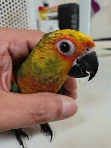 Jenday Conure - Photo 2
