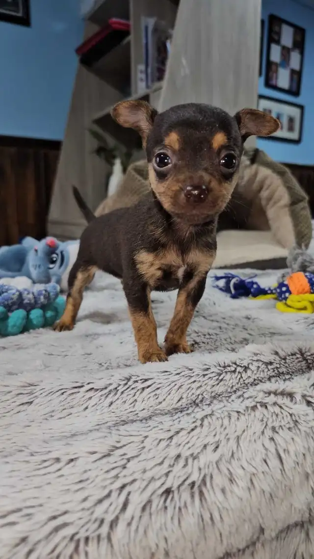 adorable chihuahua puppies