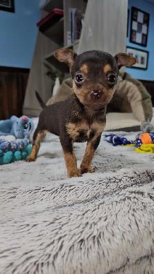adorable chihuahua puppies