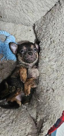 adorable chihuahua puppies - Photo 2